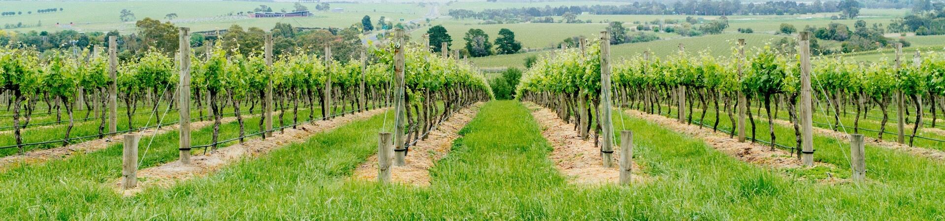 What is there to do in the Yarra Valley this weekend?